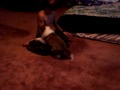Sable male Sheltie pup....