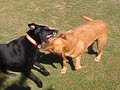big jake and little hank
dogs & dog parks