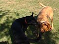 Big Jake & Little Hank