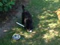 big jake and little hank
dogs & dog parks