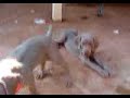 atack puppys atack puppys