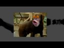 pwnege-slideshow-orgasm.html
