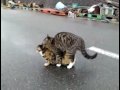 【18未満禁止】ネコのH動画 Cats mating at the fishery port 【R18】