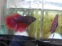 Betta Breeding tank(B)-41 (89days after hatching)