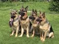 German shepherd Nordan birthday in Kachabrovo near Moscow. His farther Asslan vom Haus Schiran and sisters Zalta and Masjanja vom Irin Hof kennel ( Irina Kuznetsova ) came to congratulate him. Немецкая овчарка Нордан отмечает свой день рождения. Его папа Асслан фом Хаус Ширан и сёстры Зальта и Масяня из питомника немецких овчарок фом Ирин Хоф (владелец Ирина Кузнецова) пришли поздравить его в Качаброво под Москвой.http://members.virtualtourist.com/m/tt/79622/#TL