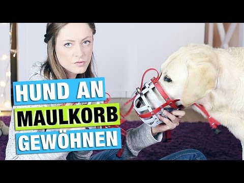 MAULKORBTRAINING | Hund an MAULKORB gewöhnen | Training | Hundekanal