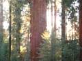 videos de Distant view of General Sherman's Tree