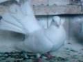 videos de My Pigeons  2