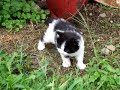 Cowboi the kitten