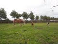 Dominant miniature horse chases Haflinger pony away