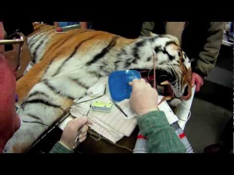 AMUR TIGER