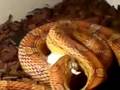 Mark Feeding Sid The Snake