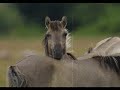 Vysotsky «???? ?????????????» (Capricious horses) Vysotsky «???? ?????????????» (Capricious horses)