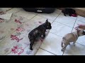 ermione video.MP4