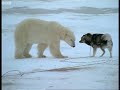 Huskies and Bears - Wild: Polar Bear Diary - BBC