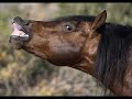 Andalusians Andalusians