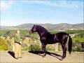 Andalusians