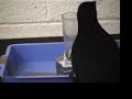 Tool-Making Crows