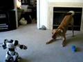 Puppy-vs-Robot