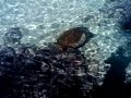 Xmas giant sea turtle hilo hawaii 2009