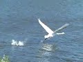 Mute Swan coming home