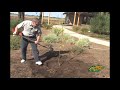 How To Plant A Tree How To Plant A Tree