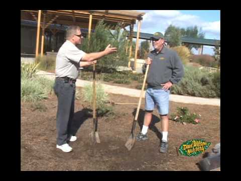 how to replant tree seedlings