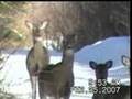 coyotes eat their own