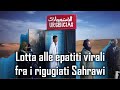 Lotta alle epatiti virali fra i rifugiati Sahrawi