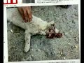 اجمل  قطه  كان يملكها خالد ماتت دعس