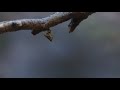 Winter Thaw -- A Film Shot on Sony XDCam EX