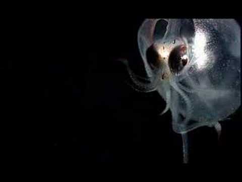 Creatures from the Ocean Depths