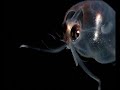 Creatures from the ocean depths Part 1