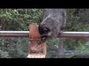 Raccoon
