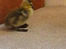Duckies first steps