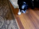 puppies puppies