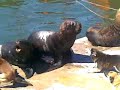 Perros atacan  focas.Dogs attack seals.