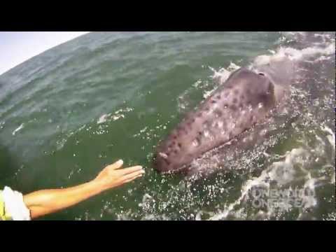 encounter - Join the movement and view more stunning ocean content at http://oneworldoneocean.org/movement -- A mother gray whale lifted up her calf, seemingly to help i...