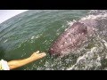 Incredible Whale Encounter - Mother Gray Whale ...