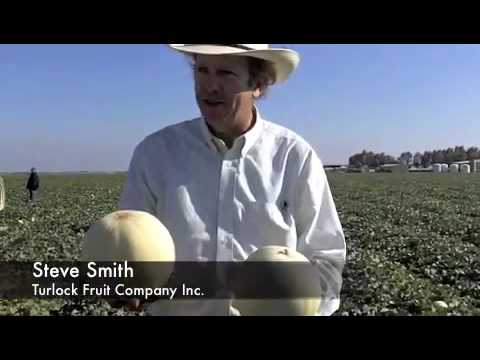 how to harvest pumpkin meat