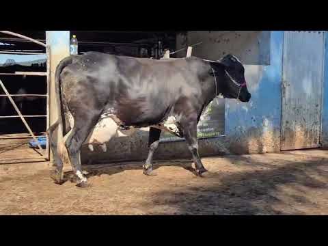 LOTE 21