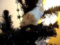 christmas hamster