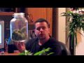 Curing Cannabis