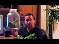 Curing Cannabis