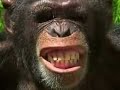 BABY CHIMP SAYS HELLO