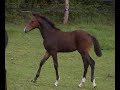 Hengstfohlen von Betel xx