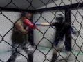 sparring juan entram gym