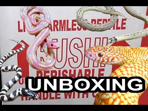 YouTube reptile video
