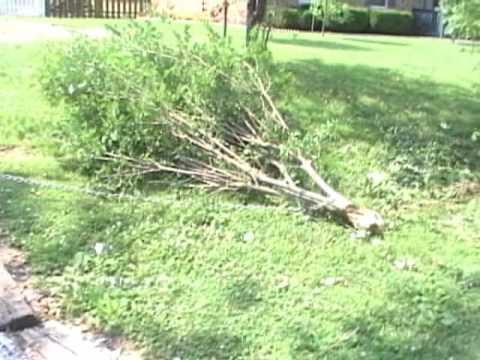 Pulling up a shrub with a Jeep