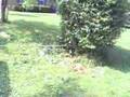 Pulling up a shrub with a Jeep
